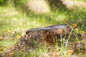 Should I Have Stump Removal or Stump Grinding?