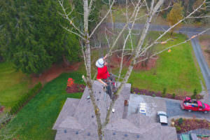 Issaquah Tree Care Services