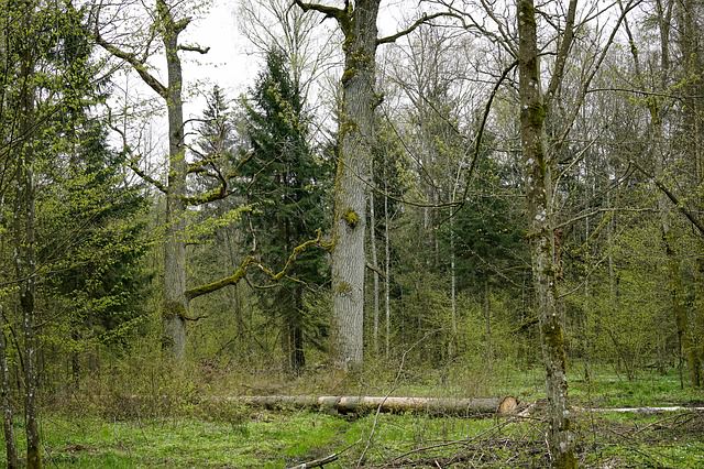 Tree Care After a Storm