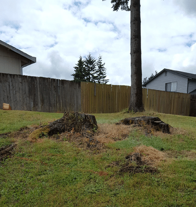 Stump grinding for mulch