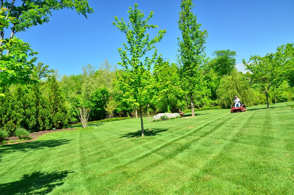 5 Major Tree Care Mistakes Often Made on Public Property