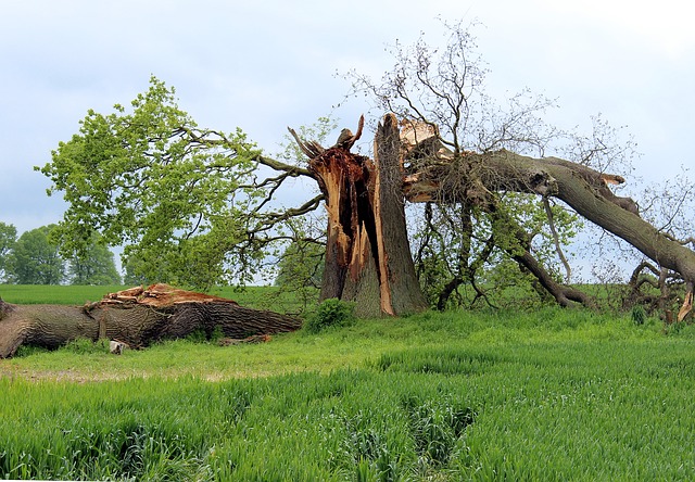 The Best Way to Deal with Storm Damaged Trees