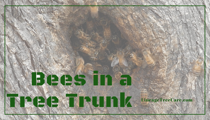 Bees in a Tree Trunk 
