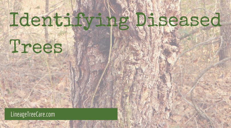 How to Identify Diseased Trees in the Pacific Northwest