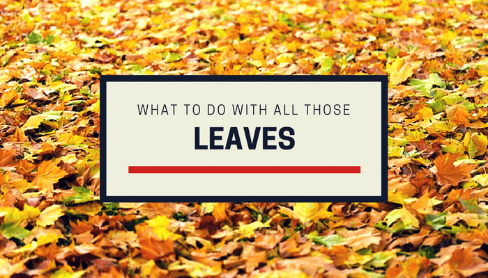 4 Ways to Clean Up Leaves and What to Do with Them