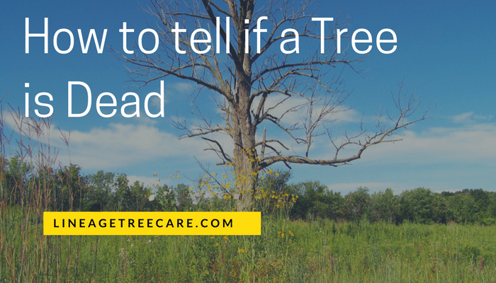 How Do I Know if a Tree is Dead?