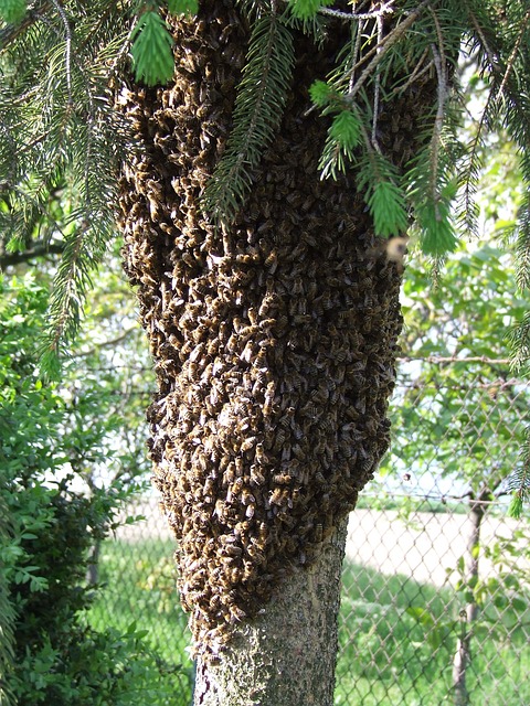 Bees on Tree Trunk