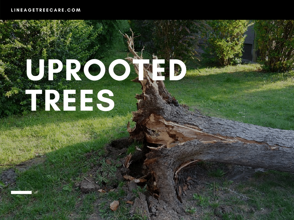 What to Do with an Uprooted Tree? How Susceptible are Trees to Uprooting?