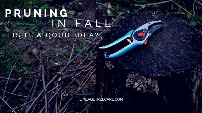Fall Pruning Tips - Should You Prune and How?