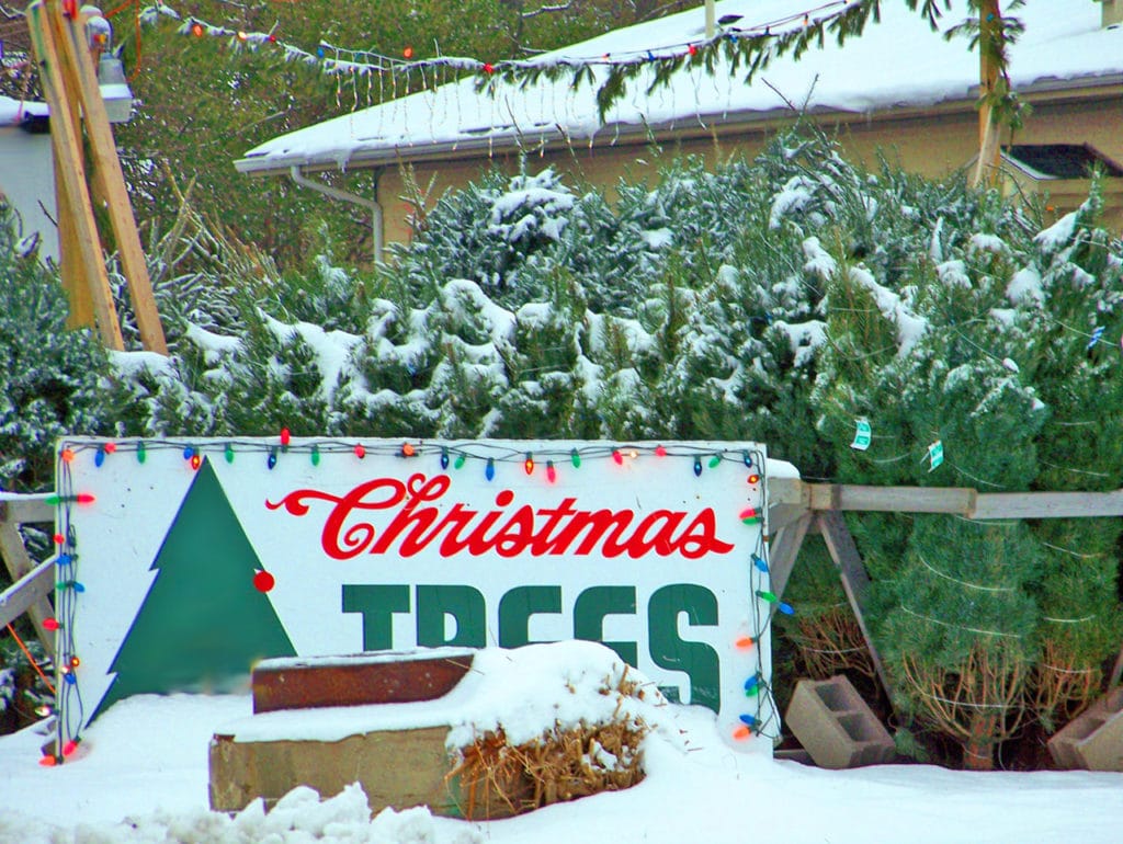 10 Things to Know About Buying a Real Christmas Tree