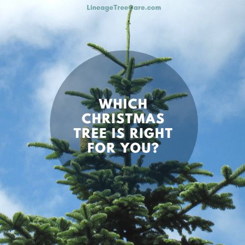 The Most Common Types of Christmas Trees and Their Advantages