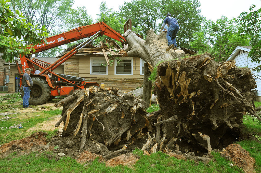 What You May Not Know About Tree Removal