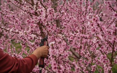 Okay, Now! Now is the Time to Finally Prune Fruit Trees