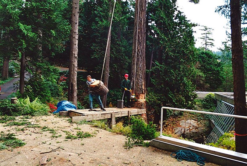 Tree Service Review from Kirkland Washington