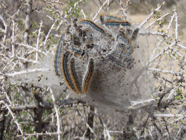 Spotting and Removing Tent Caterpillars Before it's too Late