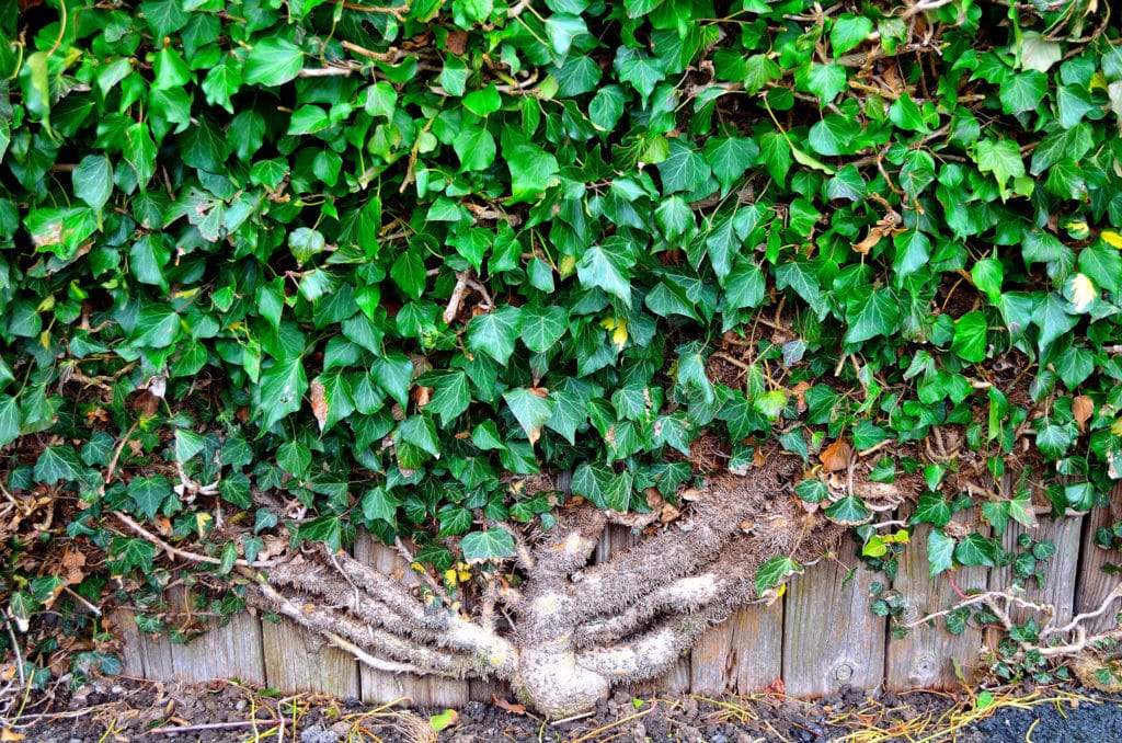 Why You Should Keep Trees and Shrubs Away From the House