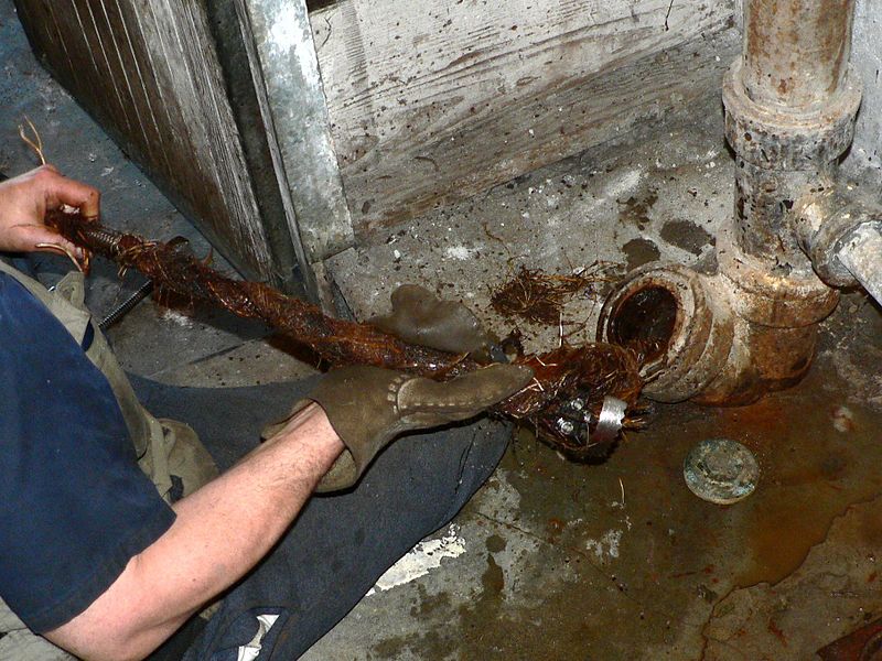 Could a Tree Root Be Your Plumbing Problem?