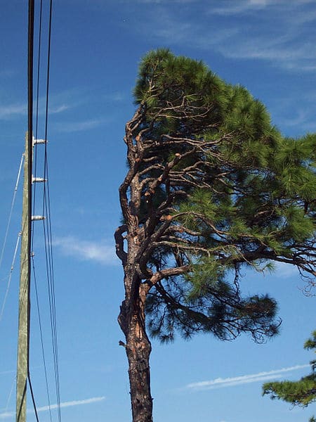 Tree near power lines