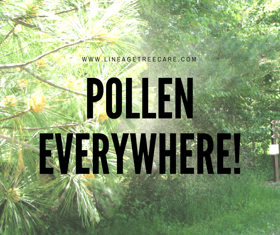 Pollen Everywhere! Will Cutting Down the Tree Help? Lineage Tree Care