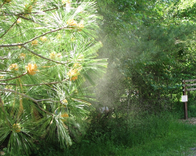Pollen Everywhere! Will Cutting Down the Tree Help?