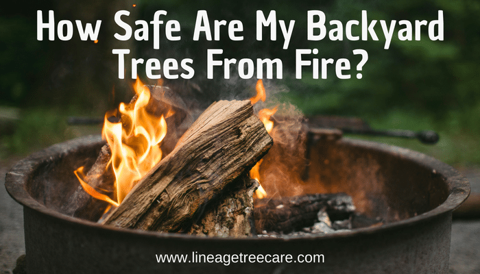 How Safe Are My Backyard Trees From Fire Lineage Tree Care