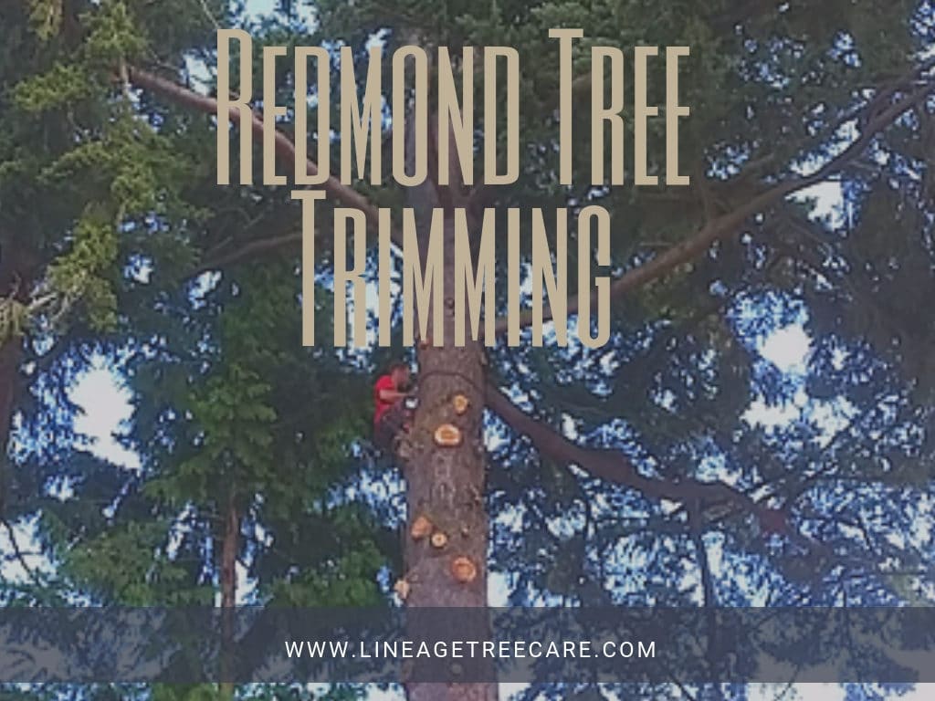 Tree Trimming Service in Redmond Washington