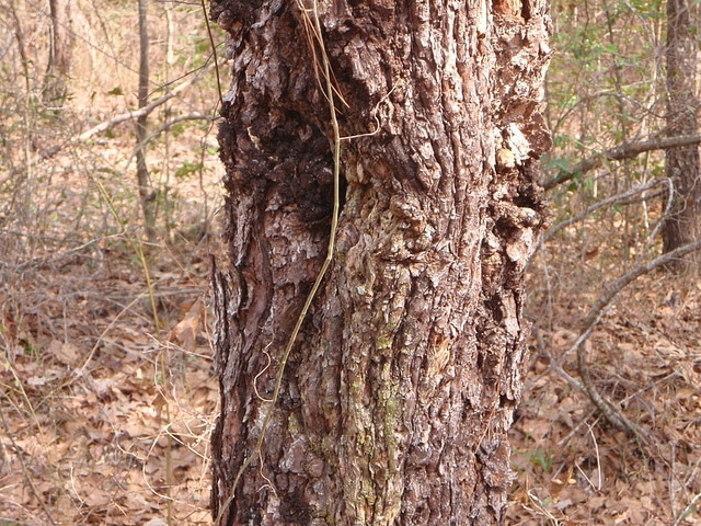 Common Cause of Sick or Dying Trees