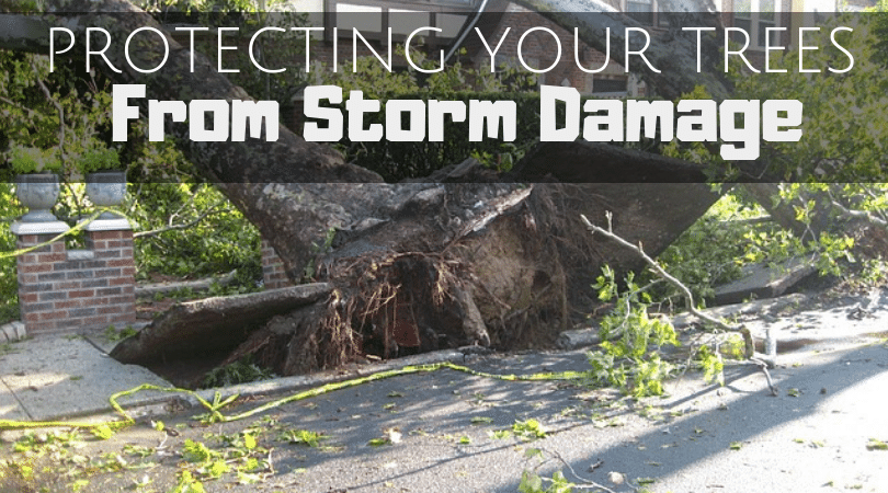 5 Ways to Protect Your Trees from Storm Damage