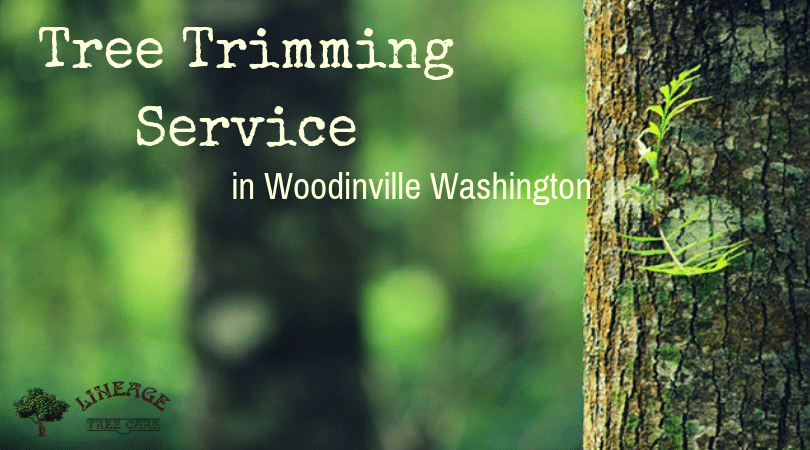 Tree Trimming Service in Woodinville