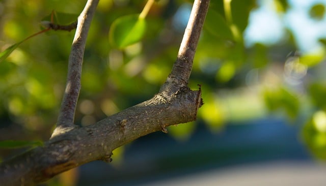 10 Signs Your Tree Needs Pruning