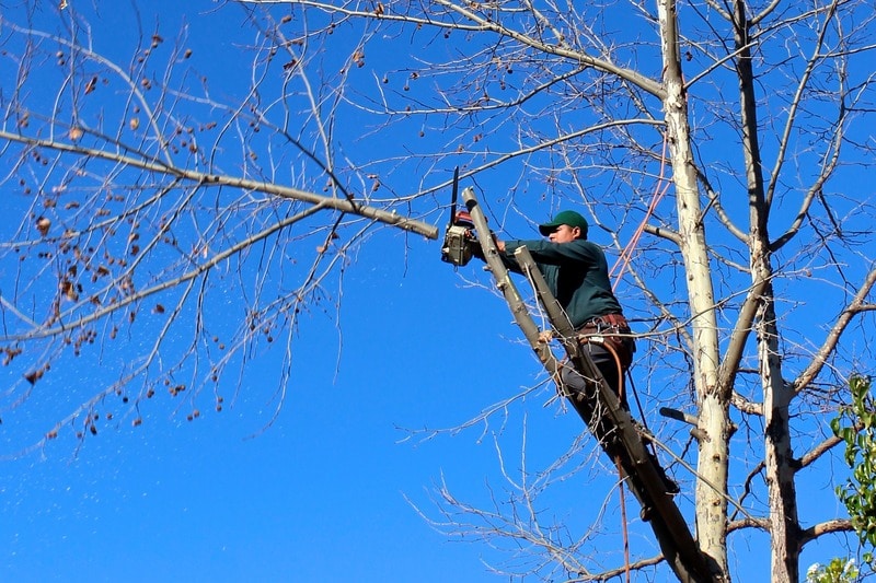 10 Signs Your Tree Needs Pruning