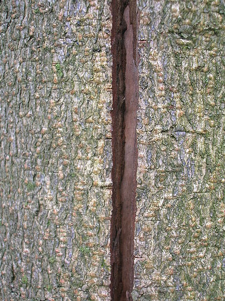 Winter freezing Damage to Tree