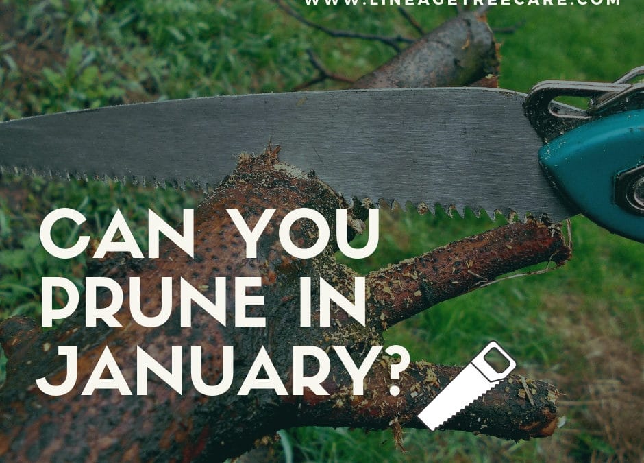 Should You Start Pruning Trees in Winter?