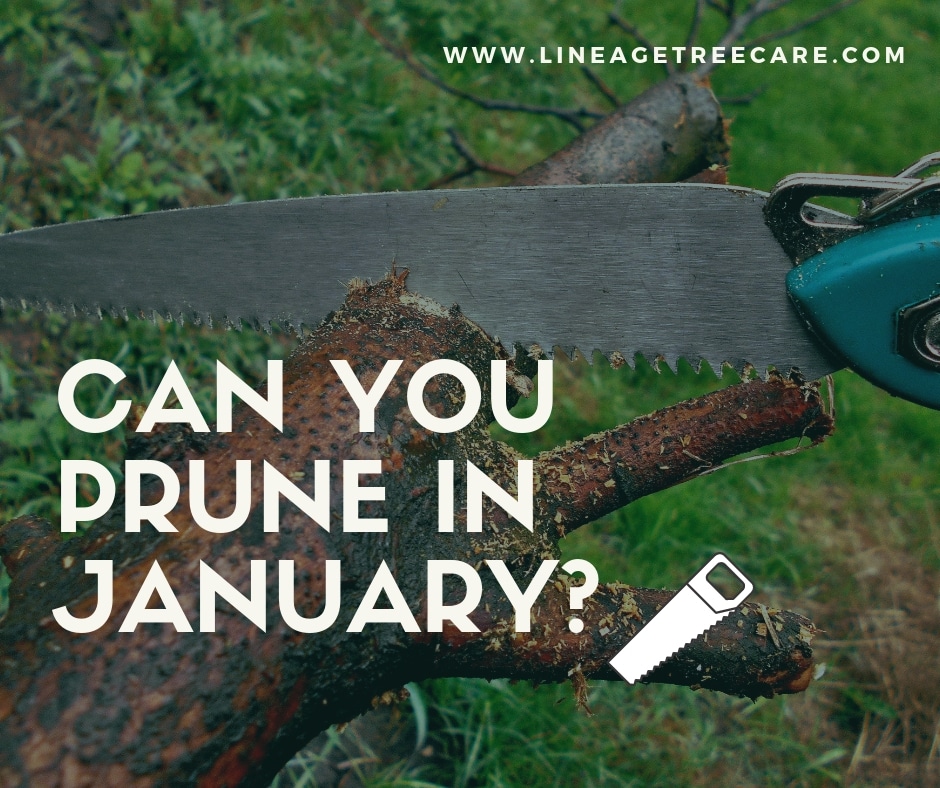Is January a Good Time to Trim the Trees?