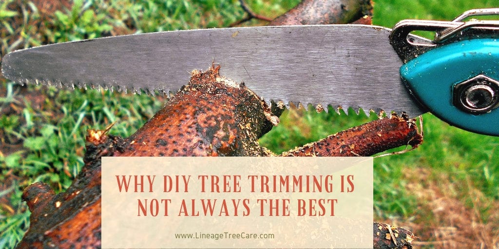 Can I Trim a Tree Myself? 5 Reasons You Might Want to Hire a Pro