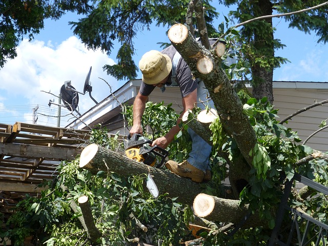 How to Assess Storm Damaged Trees