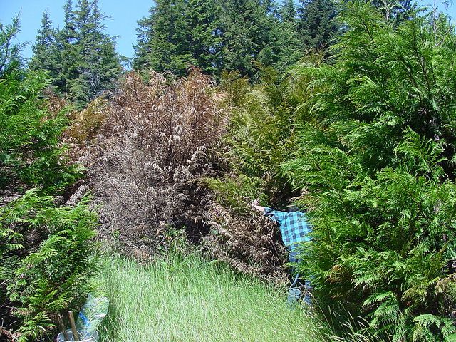 Is Your Bothell Evergreen Tree Dying from the Bottom Up?