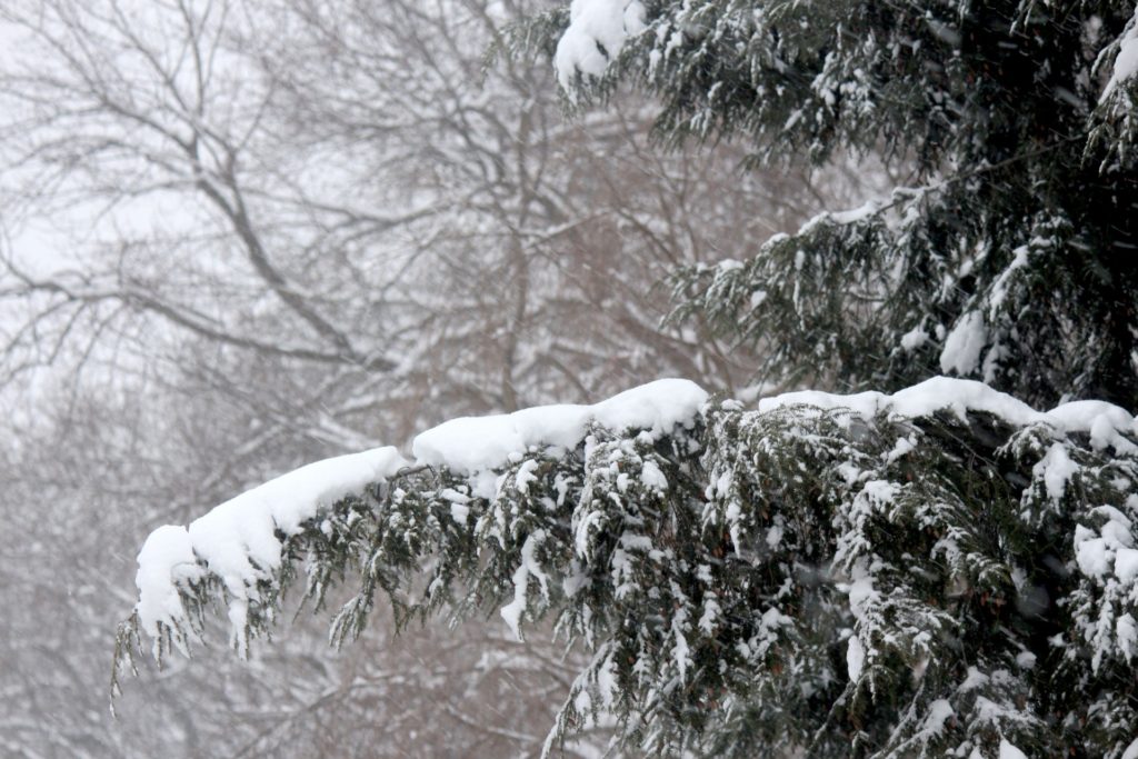 Top Winter Tree Safety Tips for Redmond