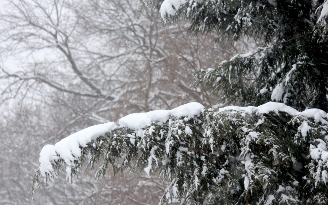Top Winter Tree Security Tips for Redmond