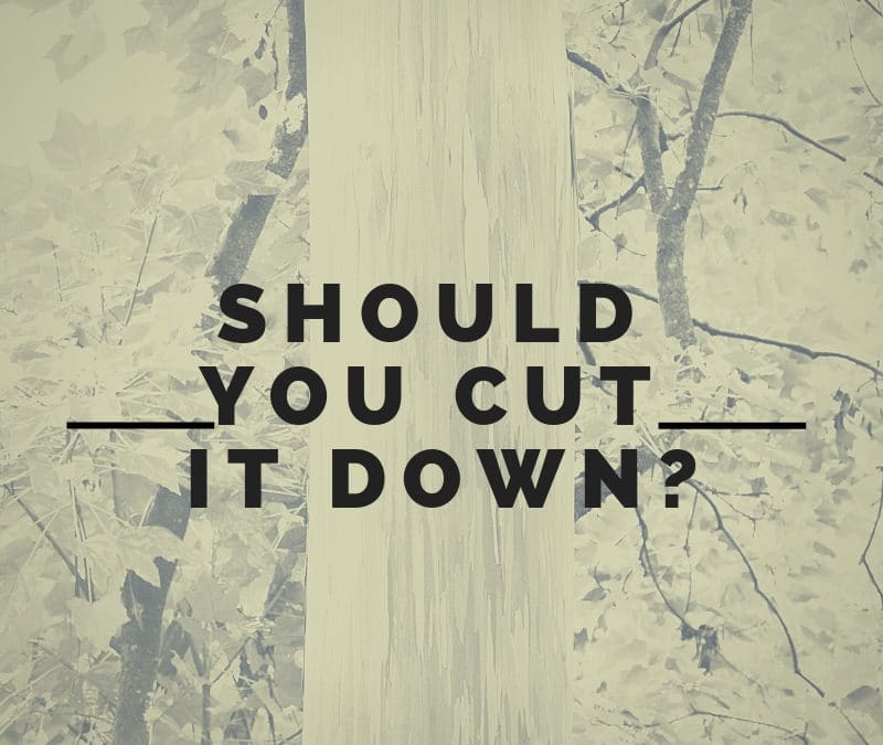 Should I Cut My Tree Down?