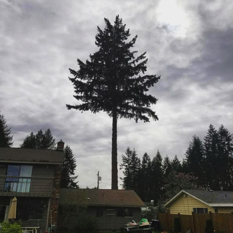 Tree Service Everett Removal, Trimming Services Near You Lineage