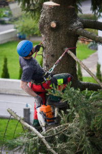 Monroe services Lineage Tree Care
