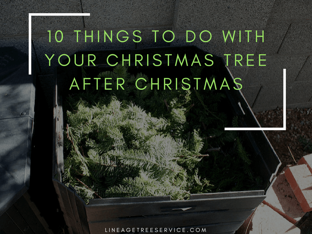 10 Things to Do with Your Christmas Tree After Christmas