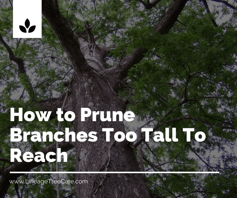 How to Safely Prune Hard to Reach Branches