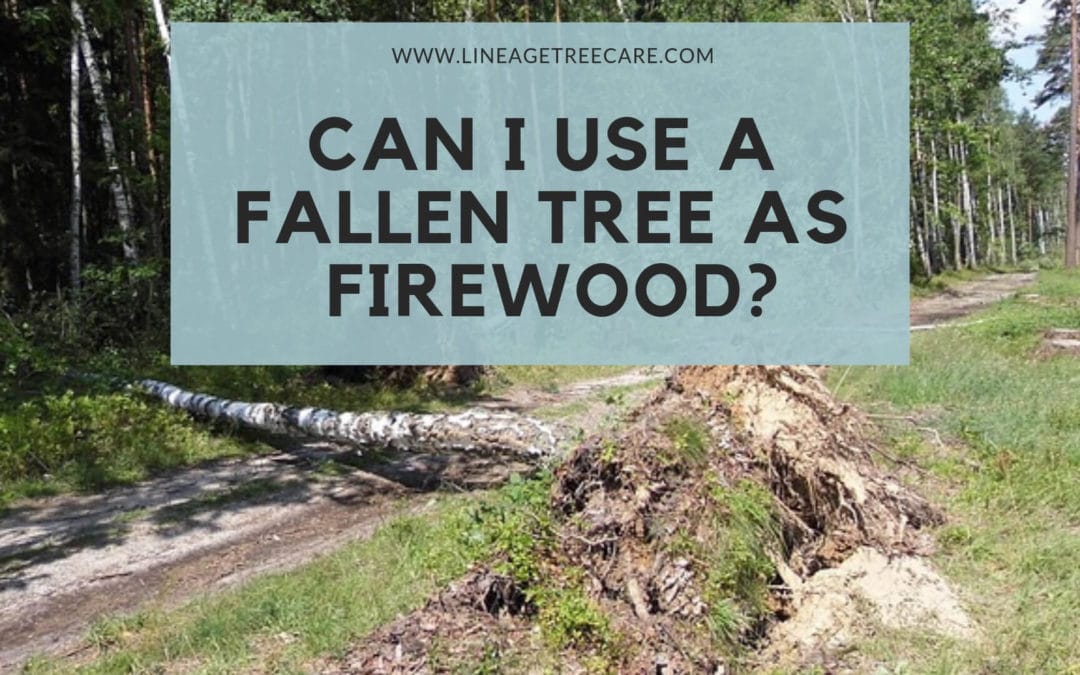 Can I Use a Fallen Tree for Firewood?