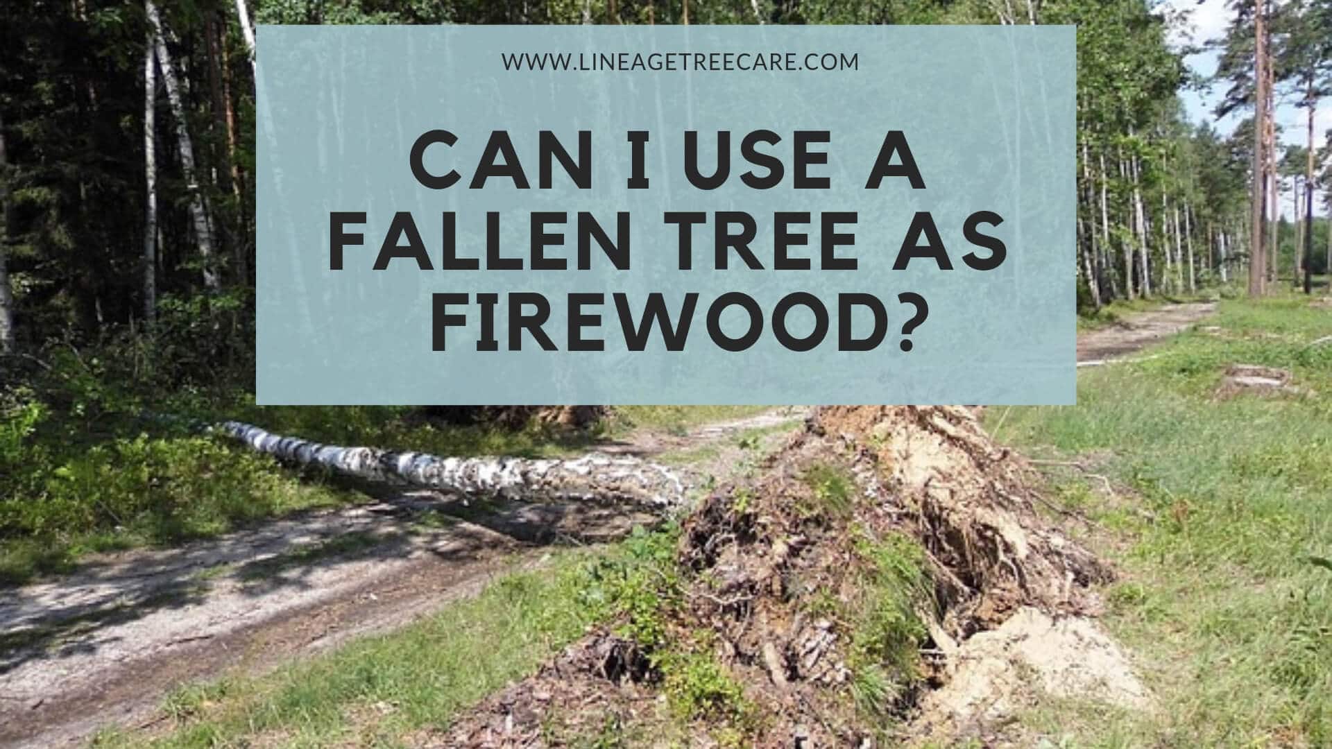 Can I Use a Fallen Tree for Firewood?
