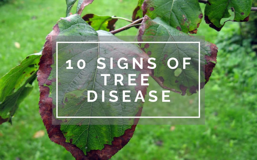 10 Signs of a Diseased Tree