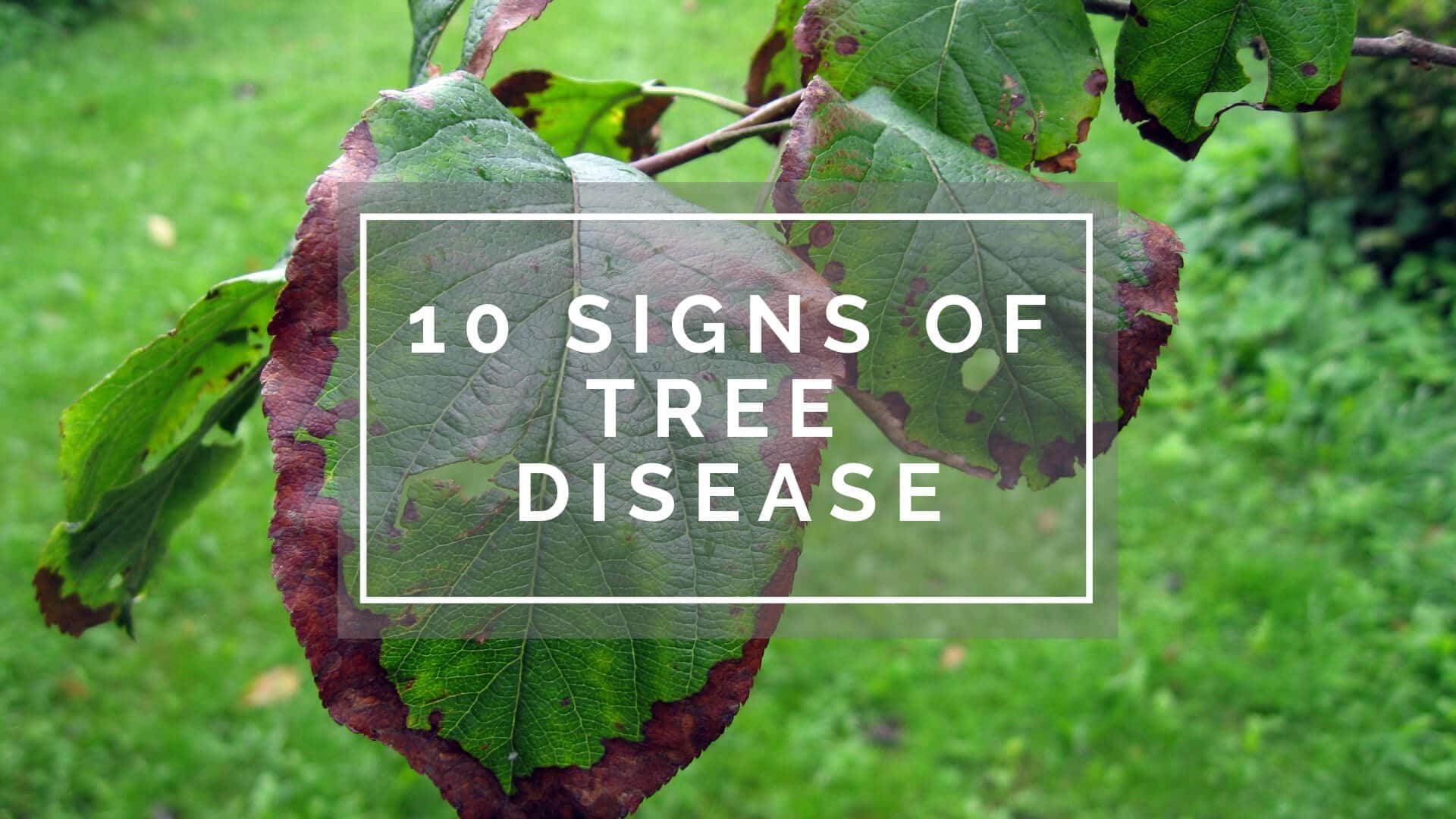 10 Signs of a Diseased Tree
