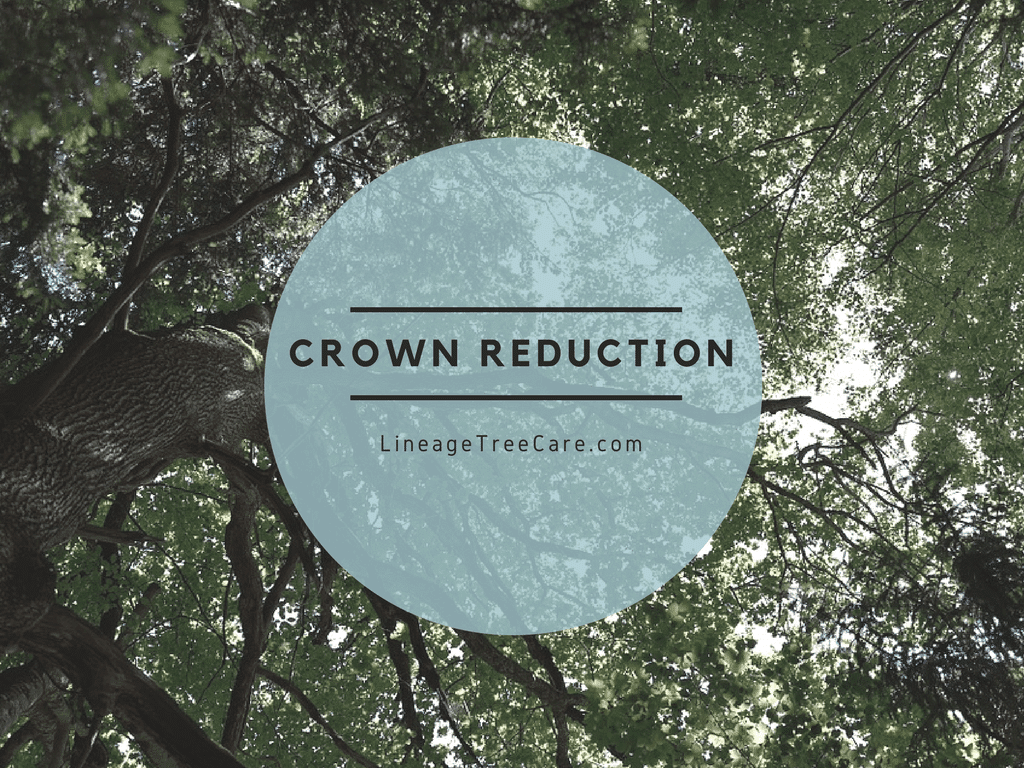 Crown Reduction - A Solution for a Tree Getting too Large