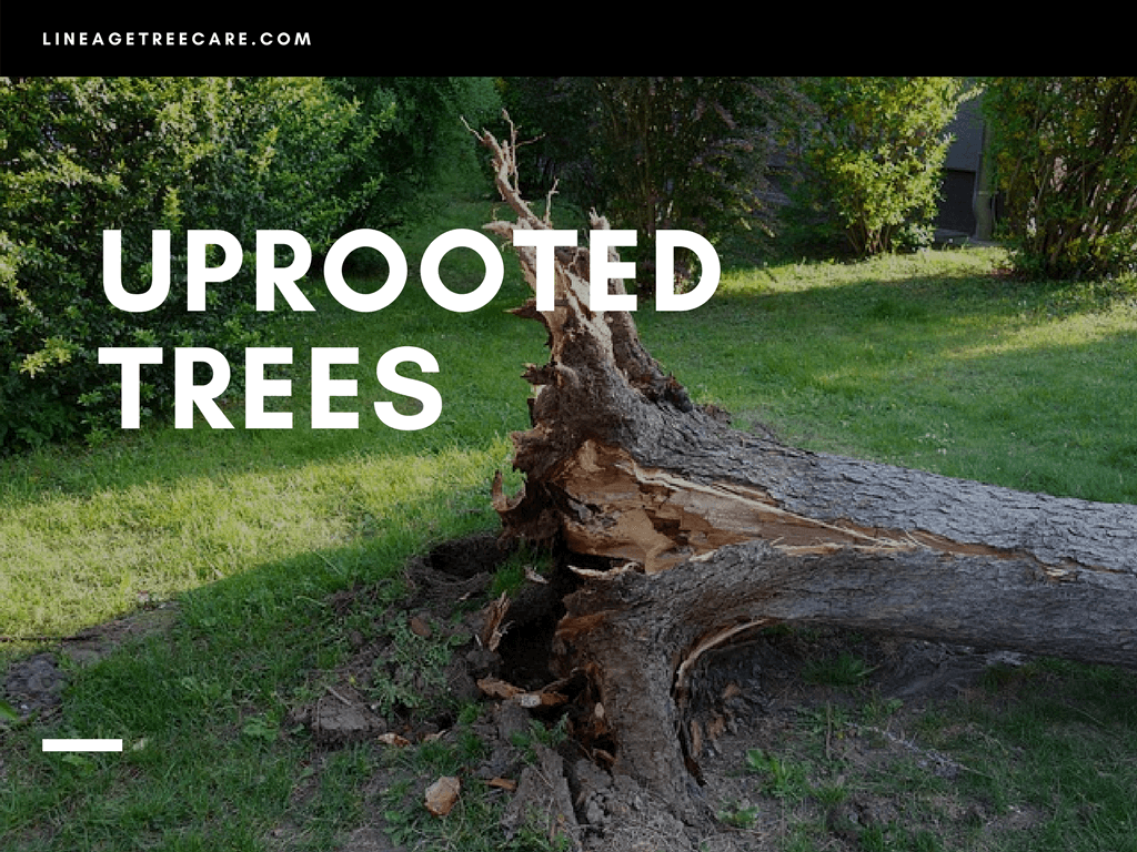 guide to an uprooted tree